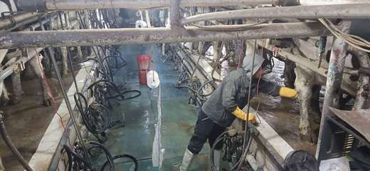 بازدید از گاوداری کشت‌وصنعت دشت خرم‌دره و بررسی پروژه شیر‌دوشی روتاری